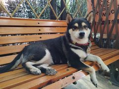 -柴犬高等学院·狗咖·柴犬售卖·宠物训练