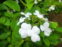 -蜀冈西峰生态公园