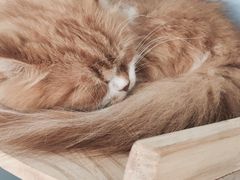-喵的天空名猫咖啡馆·撸猫·猫舍·用品