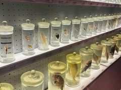 -贝林大翅鲸简餐厅(国家海洋博物馆店)