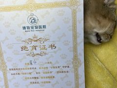 -博特宠物医院24h犬猫全科.骨科·异宠