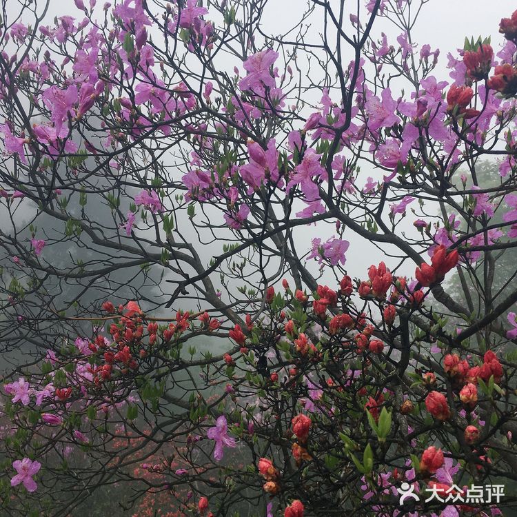 人间四月芳菲尽 花台杜鹃始盛开