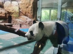 -成都动物园