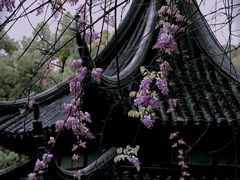 -杭州君悦酒店