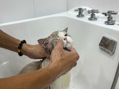 -爱洗澡的猫(天河路店)