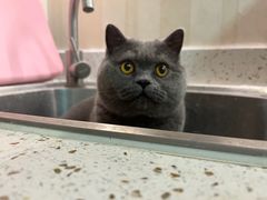 -宠爱国际动物医院·消化内科·心肾内科·ISFM猫友好(望京店)