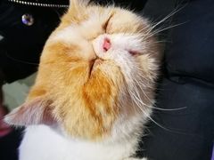 -喵屿·大理花园猫咖