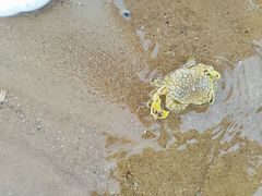 -阳光海岸露营公园