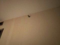 消防喷水器-东瓯大酒店(温州梧田老街店)