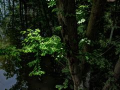 -桤木河湿地公园