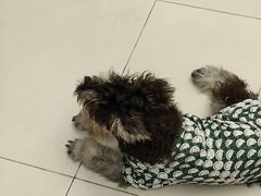 -怪兽屋·羊驼·猫咖·狗咖(俊华广场店)