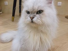 -安格丽娜·狗咖·猫咖羊驼咖(春熙路百盛商场店)