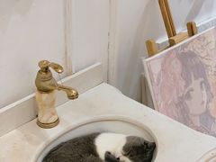 -共舞时光猫咖·狗咖(新街口店)