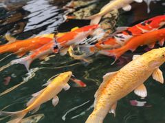 -石涧故事·私房菜(紫云路店)