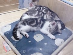 -屋虎猫馆(宝安大仟里店)