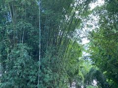 -云南勐巴娜西珍奇园