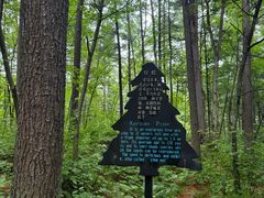 -五营红松林海景区