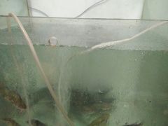 -姚氏鱼馆土家菜