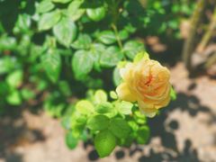 -阿尔罕布拉宫