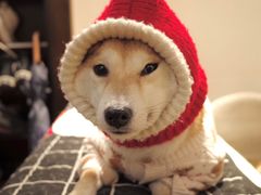 -逗柴咖啡屋·狗咖猫咖宠物桌游