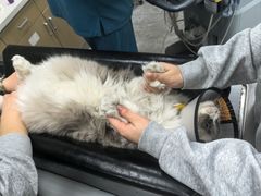 -瑞鹏宠物医院·骨外科·心肾科·肿瘤科(九亭店)