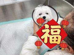 -派美特宠物医院·核磁CT·骨科肿瘤·疑难转诊(沈农禾丰店)