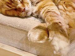 -藏猫猫咖啡主题馆(中央大道店)