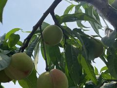 -老袁家蜜桃农场·阳山水蜜桃