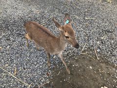 -鹿境梅花鹿生态园区