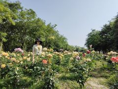 -鹅湖玫瑰文化园