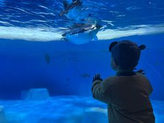 -海合安成都极地海洋公园