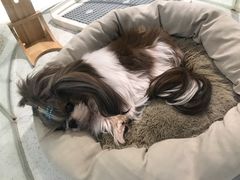 -momokira米努特·德文卷毛猫·棉花面纱犬