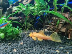 -太平洋海底世界