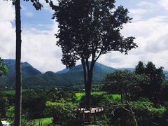 -大树秋千