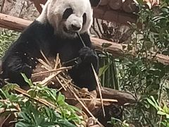 -灵玲国际马戏城