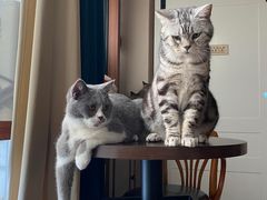 -蓝鲸·缅因猫舍