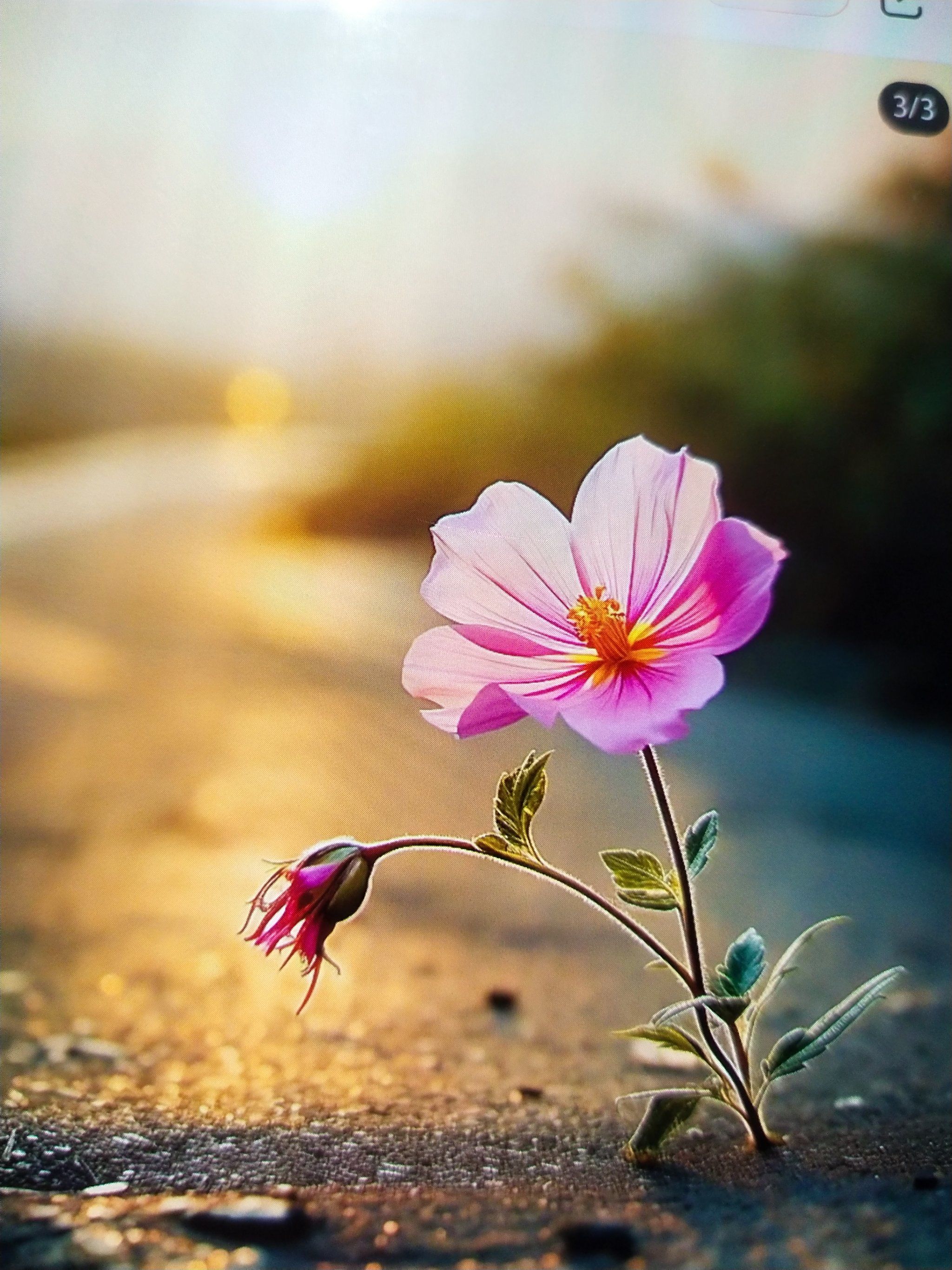 每日一拍,记录美好瞬间