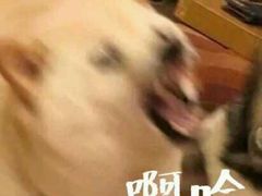 -葛记焖饼(伏牛路店)