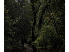 -广州市流溪河国家森林公园