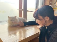 -猫的茶·猫咖