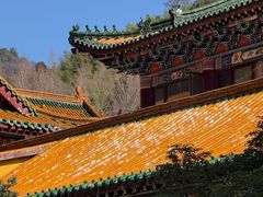 -天目山大树王景区