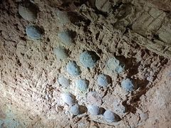 -西峡恐龙遗迹园