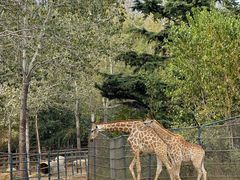 -大连森林动物园