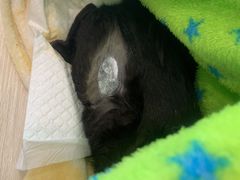-凯特喵百思猫专科医院