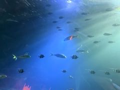 -海棠湾洲际-涛·海底餐厅·美人鱼·自助餐·海底隧道