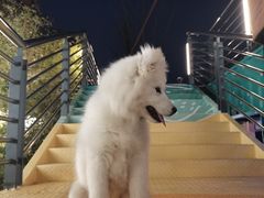 -佳雯宠物医院(四明中路分院)