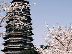 -红梅公园