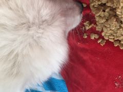 -翊宠yipet猫狗购宠庄园犬舍•猫舍