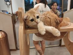 -飞行喵MR PILOT|猫舍·猫咖(静安大融城店)