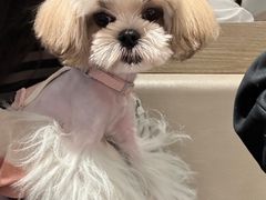 -宠爱多约克夏马尔济斯泰迪小型犬专卖